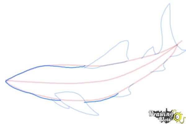 How to Draw a Whale Shark - Step 7