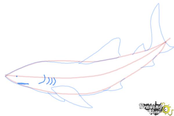 How to Draw a Whale Shark - Step 8