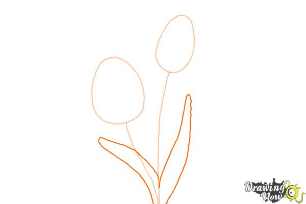 How to Draw a Tulip - Step 2