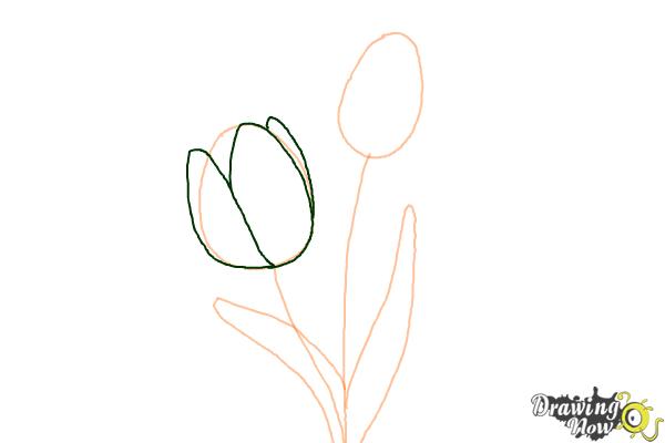 How to Draw a Tulip - Step 3