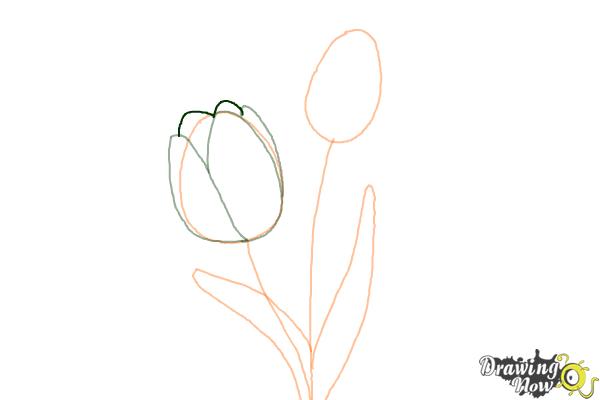 How to Draw a Tulip - Step 4
