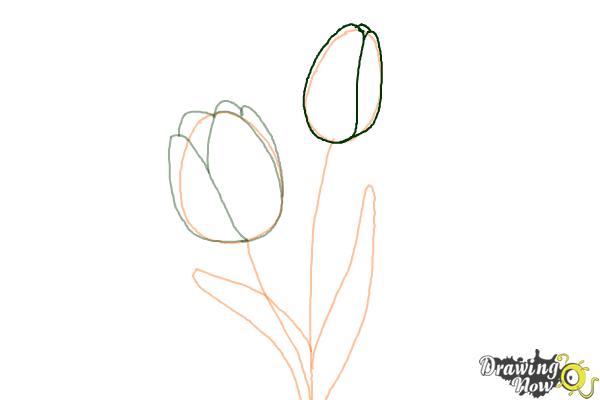 How to Draw a Tulip - Step 5