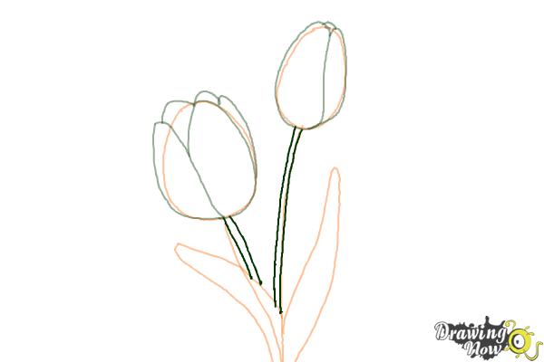 How to Draw a Tulip - Step 6