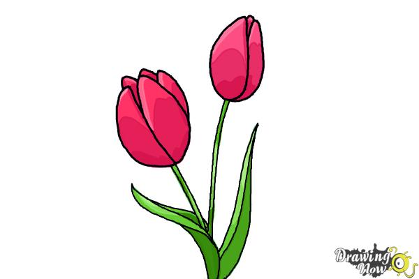 How to Draw a Tulip - Step 9