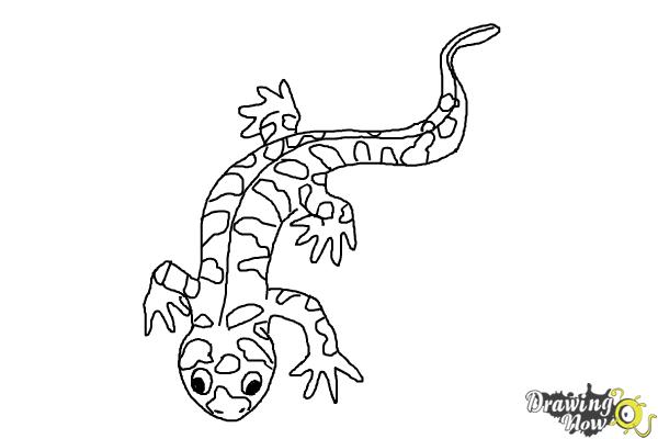 How to Draw a Salamander - Step 13