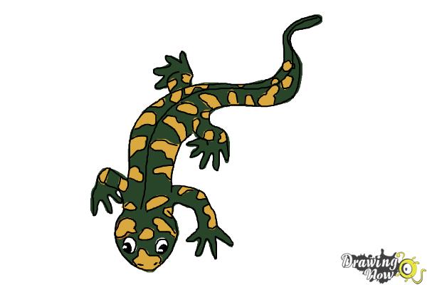 How to Draw a Salamander - Step 14