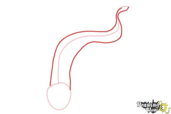 How to Draw a Salamander - Step 2 How to Draw a Salamander - Step 2