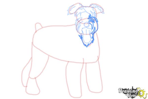 How to Draw a Schnauzer - Step 11