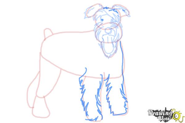 How to Draw a Schnauzer - Step 12