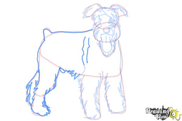 How to Draw a Schnauzer - Step 13