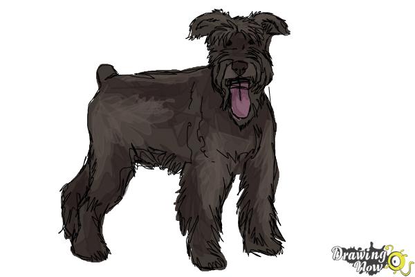 a schnauzer