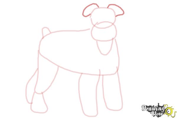 How to Draw a Schnauzer - Step 7