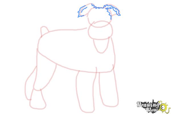 How to Draw a Schnauzer - Step 8