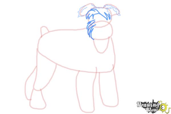 How to Draw a Schnauzer - Step 9