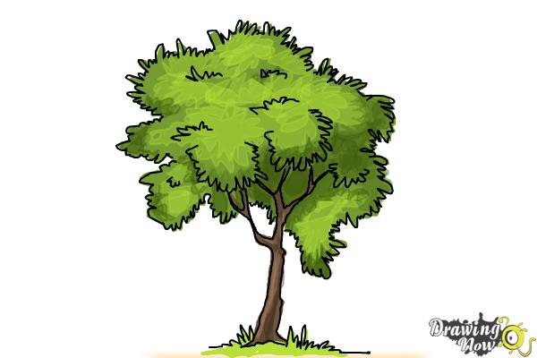 How to Draw a Simple Tree - Step 10