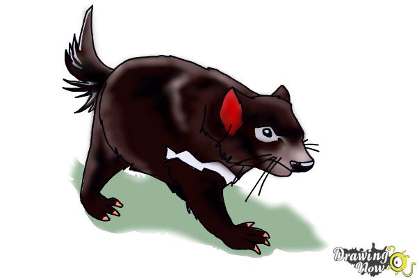 How to Draw a Tasmanian Devil - Step 13