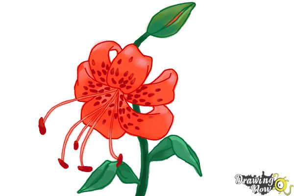 How to Draw a Tiger Lily - Step 10