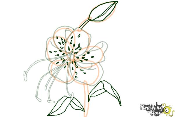 How to Draw a Tiger Lily - Step 8