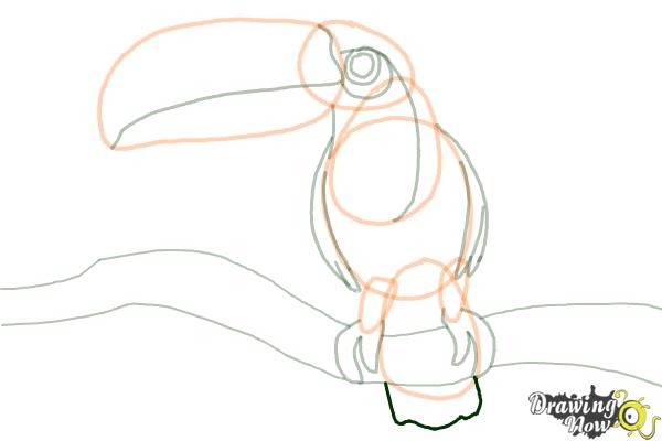 How to Draw a Toucan Step by Step - Step 11