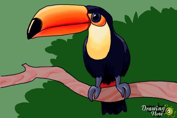 How To Draw A Toucan Step By Step Drawingnow