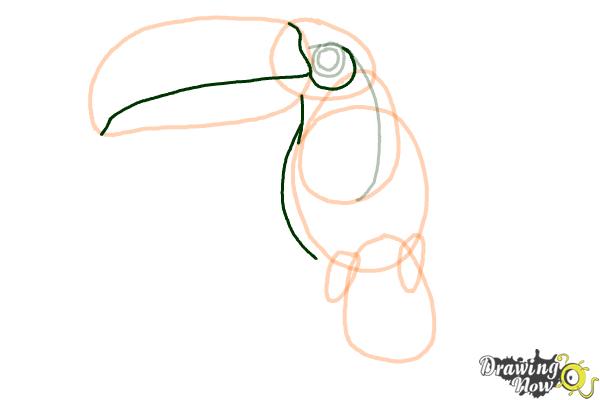 How to Draw a Toucan Step by Step - Step 7