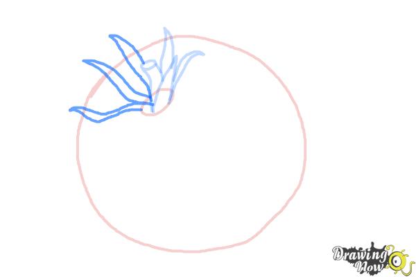 How to Draw a Tomato - Step 5