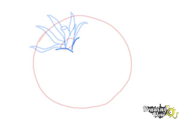 How to Draw a Tomato - Step 6
