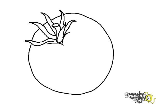 How to Draw a Tomato - Step 7