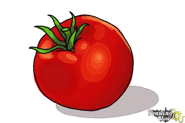 How to Draw a Tomato - Step 8