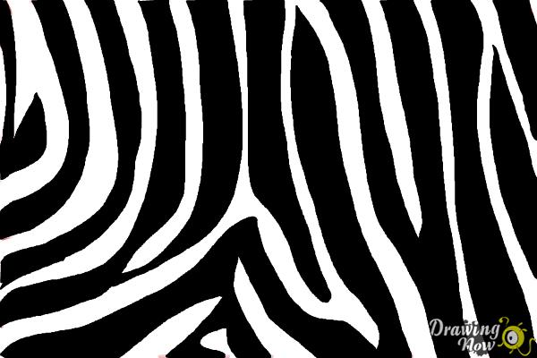 How to Draw Zebra Print - Step 9