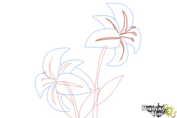 How to Draw a Stargazer Lily - Step 10