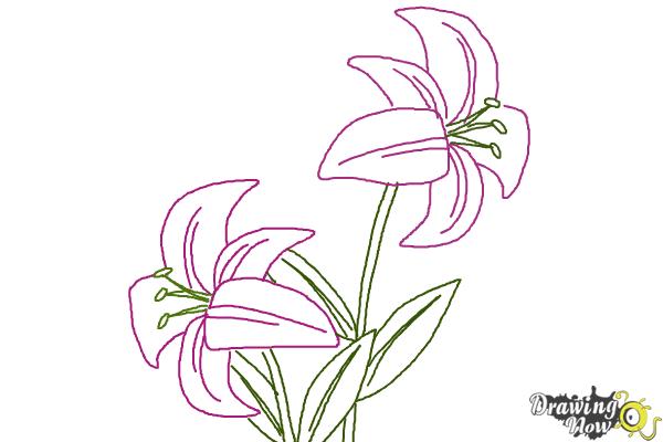 How To Draw A Stargazer Lily - Rowwhole3