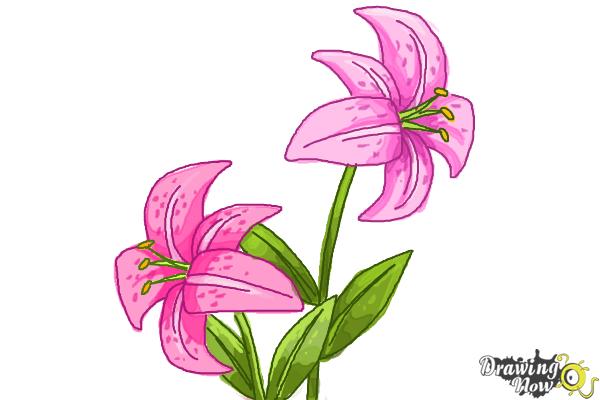 How to Draw a Stargazer Lily - Step 12