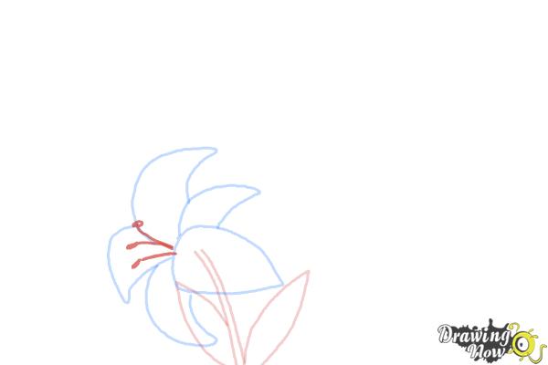 How to Draw a Stargazer Lily - Step 5