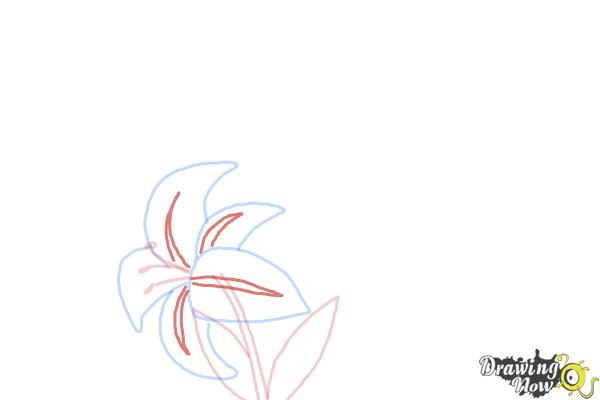 How to Draw a Stargazer Lily - Step 6