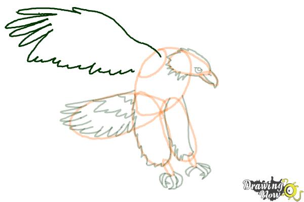 How to Draw a Bald Eagle Step by Step - Step 10