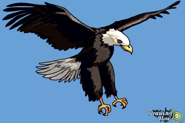 How to Draw a Bald Eagle Step by Step - Step 14