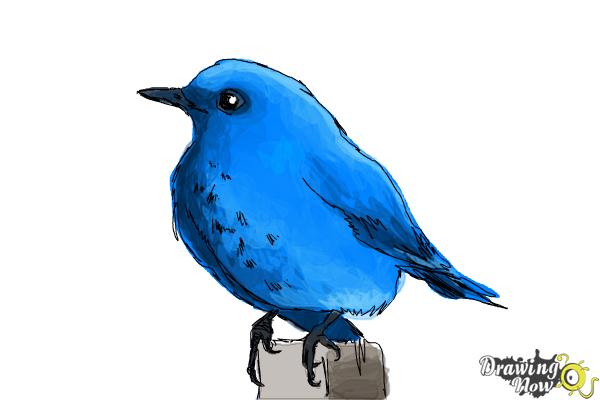 How to Draw a Bluebird - Step 10