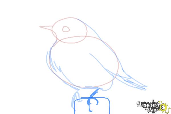 How to Draw a Bluebird - Step 7