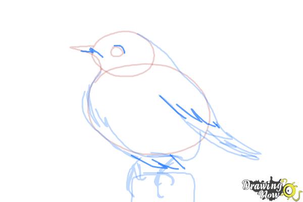How to Draw a Bluebird - Step 8