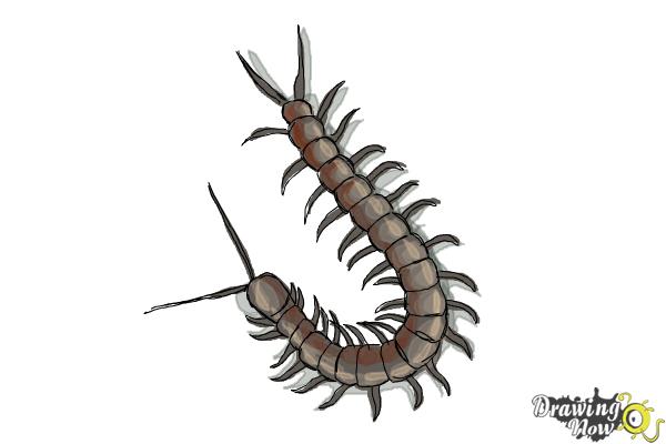 How to Draw a Centipede - Step 10