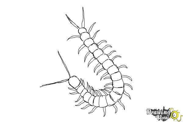 How to Draw a Centipede - DrawingNow