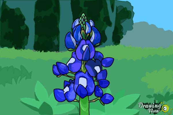 How to Draw a Bluebonnet - Step 15
