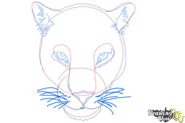 How to Draw a Cheetah Face - Step 10