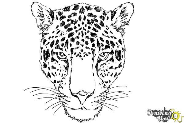 How to Draw a Cheetah Face DrawingNow