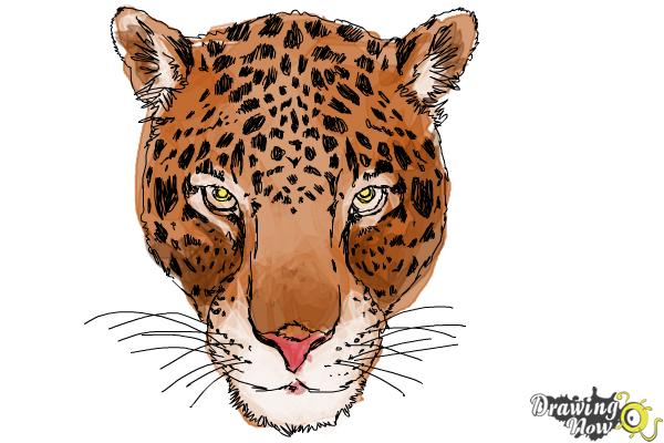 How to Draw a Cheetah Face - Step 16