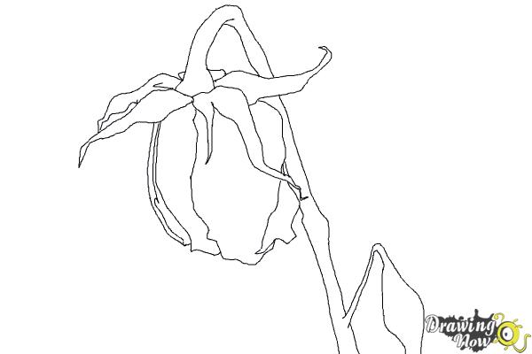Featured image of post How To Draw A Rose Petal Falling : In this drawing lesson we will show you how to draw a rose.