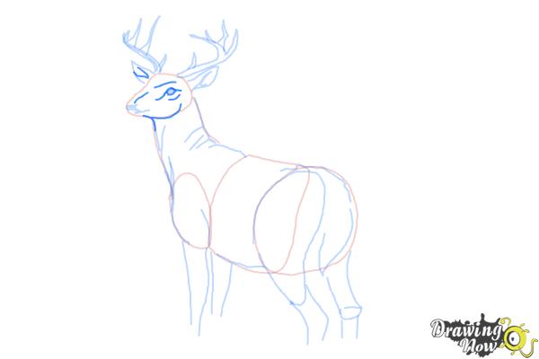 How to Draw a Buck - Step 10