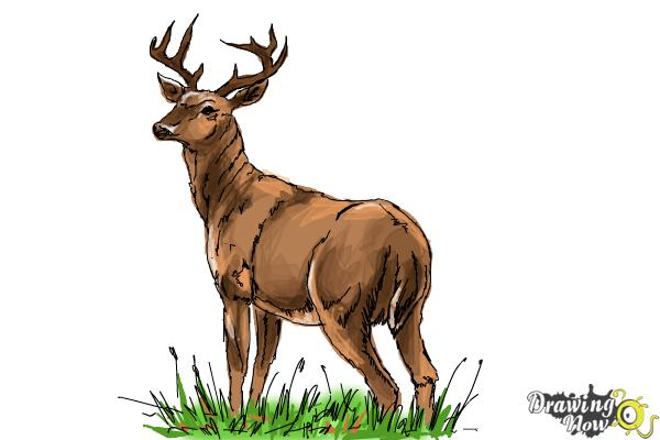 How to Draw a Buck - Step 12