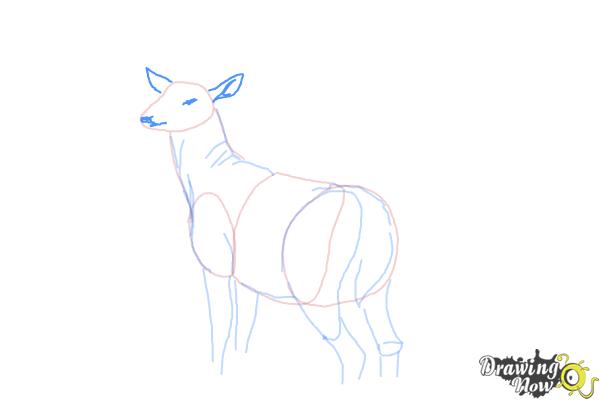 How to Draw a Buck - Step 8